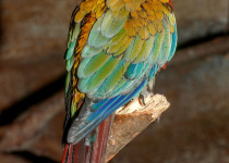 Maroon-bellied parakeet