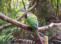 Maroon-bellied parakeet
