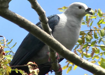 Maroon-breasted Fruit Dove