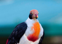 Maroon-breasted Fruit Dove