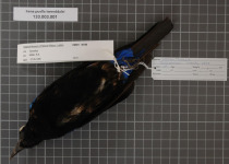 Maroon-breasted Pitta