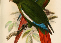 Maroon-tailed Parakeet