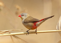 Marsh Firefinch