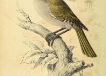 Marsh Pugnose Shiner