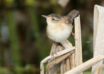 Marsh Wren