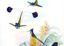 Marvelous Spatuletail