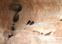 Mascarene swiftlet