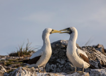 Masked Booby