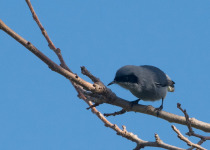 Masked Gnatcatcher