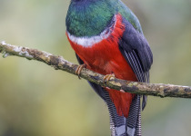 Masked Trogon