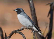 Masked Woodswallow