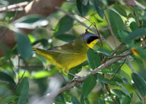 Masked Yellowthroat