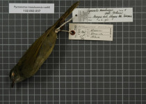 Masuku Forest-Warbler