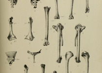 Mauritian Night Heron