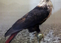 Mauritius blue pigeon