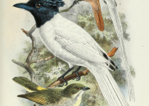 Mauritius Paradise Flycatcher