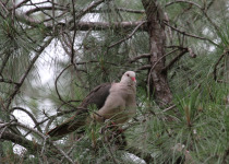 Mauritius Pink Pigeon