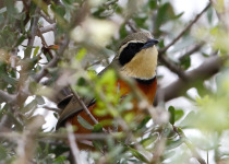 Maximilian's Antbird