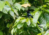 Mayotte Drongo