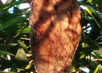Mayotte Scops Owl