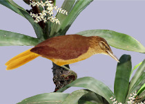 Mazarbarnett's Barbtail