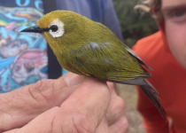 Mbulu White-eye