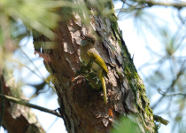 McClelland's babbler