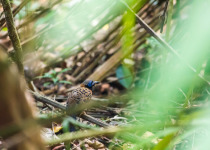 McLeannan's Antpitta