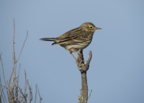 Meadow Pipit