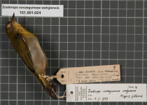 Melanesian white-eye