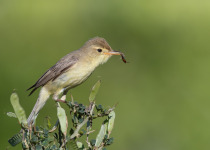 Melodious Warbler