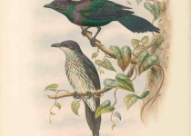 Metallic Starling