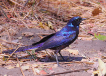 Meves's Starling