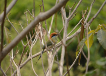 Mexican Motmot