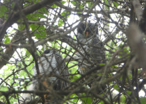 Mexican Spotted Owl