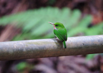 Mexican Tody