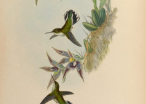 Mexican Whip-poor-will