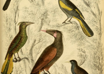 Mexican Whip-poor-will