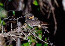 Mexican Whip-poor-will