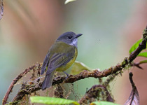 Meyer's Shrike-robin