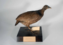 Micronesian Megapode