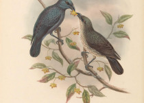 Micronesian Starling