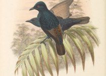 Micronesian Starling
