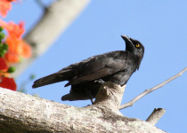 Micronesian Starling
