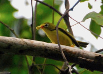 Micronesian White-eye