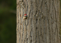 Middle Spotted Woodpecker