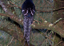 Mikado Pheasant