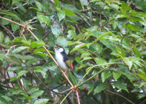 Militaris Daggerwing