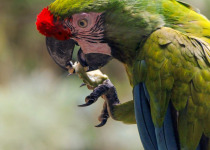Military Macaw