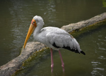 Milky Stork